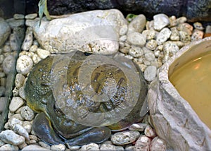 Common brown Toad, big toad in the aquarium.