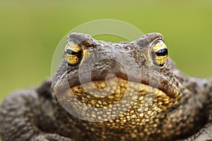 Common brown toad head