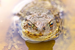 Common brown toad in water