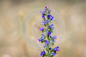 Common bruise (Echium vulgare) with blur background