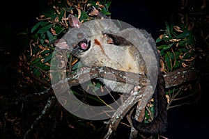 Common Brush-tailed Possum - Trichosurus vulpecula is nocturnal marsupial living in Australia and introducted to New Zealand, eati