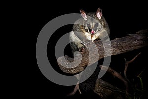 Common Brush-tailed Possum - Trichosurus vulpecula -nocturnal, semi-arboreal marsupial of Australia