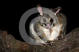 Common Brush-tailed Possum - Trichosurus vulpecula -nocturnal, semi-arboreal marsupial of Australia