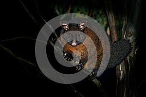 Common Brush-tailed Possum - Trichosurus vulpecula -nocturnal, semi-arboreal marsupial of Australia, introduced to New Zealand