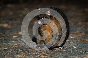 Common Brush-tailed Possum - Trichosurus vulpecula -nocturnal, semi-arboreal marsupial of Australia, introduced to New Zealand photo