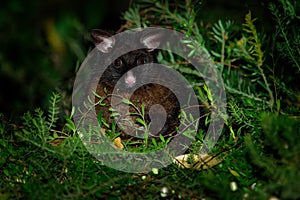 Common Brush-tailed Possum - Trichosurus vulpecula -nocturnal, semi-arboreal marsupial of Australia, introduced to New Zealand