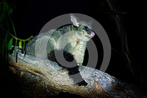 Common Brush-tailed Possum - Trichosurus vulpecula -nocturnal, semi-arboreal marsupial of Australia, introduced to New Zealand