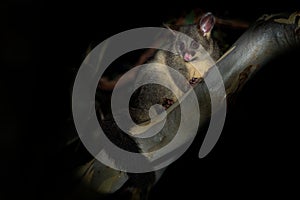 Common Brush-tailed Possum - Trichosurus vulpecula -nocturnal, semi-arboreal marsupial of Australia, introduced to New Zealand