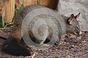 Common brushtail possum