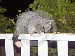 A Common Brushtail Possum