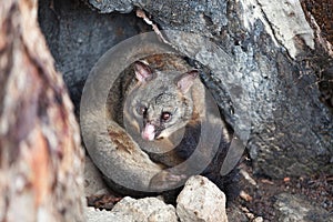 Common Brushtail Possum