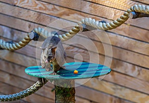 Common Brushtail Possum photo