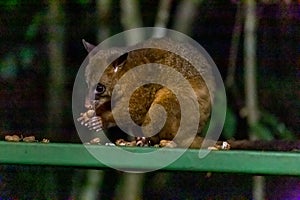 Common Brushtail Possum Eating Peanuts at a Feeding Station