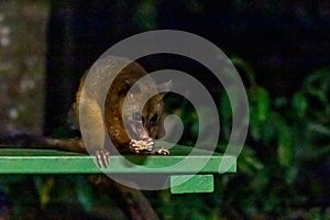 Common Brushtail Possum Eating Peanuts at a Feeding Station, Australia