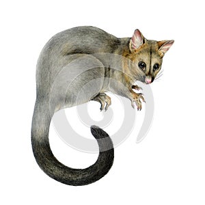 Common brushtail possum hand drawn vintage style illustration isolated on white background. Trichosurus vulpecula photo