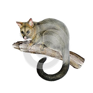 Common brushtail possum on the tree branch hand drawn illustration on white background. Trichosurus vulpecula Australian photo