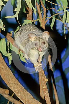 The common brushtail possum Trichosurus vulpecula