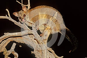 The common brushtail possum Trichosurus vulpecula