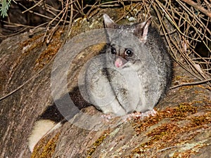 Common Brushtail Possum (Trichosurus vulpecula) in Australia photo