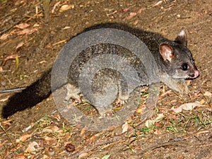 Common Brushtail Possum (Trichosurus vulpecula) in Australia photo