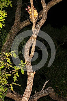 Common Brushtail Possum Trichosurus vulpecula climbing a tree in Queensland rainforest at night