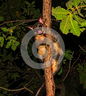 Common Brushtail Possum Trichosurus vulpecula climbing a tree in Queensland rainforest at night