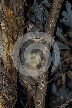 Common brushtail possum Trichosurus vulpecula at Dryandra Woodland in Western Australia, Australia.