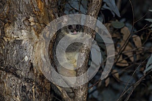 Common brushtail possum Trichosurus vulpecula at Dryandra Woodland in Western Australia, Australia.