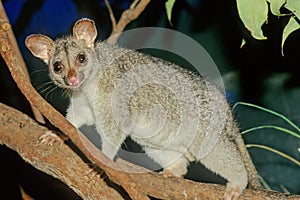 The common brushtail possum Trichosurus vulpecula photo