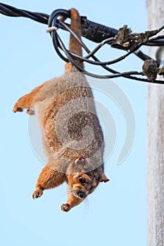 Common brushtail possum (Trichosurus vulpecula) a small mammal, a gregarious arboreal animal