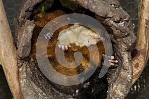 Common Brushtail Possums