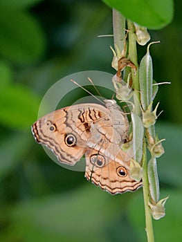 Common buckeye