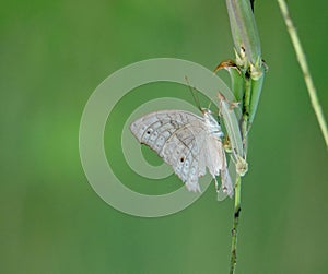 Common Buckeye