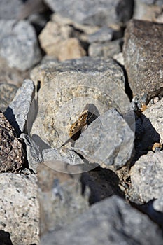 Common Buckeye Butterfly