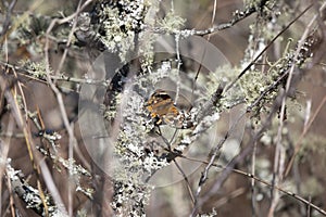 Common Buckeye Butterfly