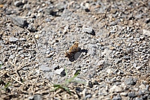 Common Buckeye Butterfly