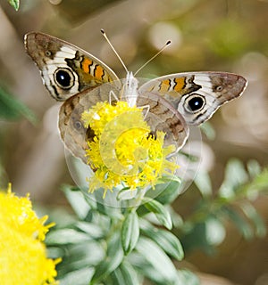Common Buckeye Butterfly photo