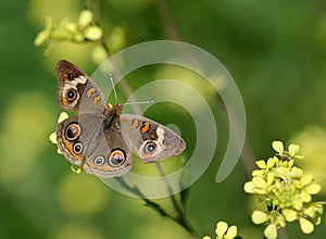 Common Buckeye butterfly feeding on yellow spring flowers