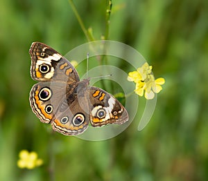 Common Buckeye butterfly feeding on yellow spring flowers