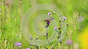 Common Buckeye butterfly feeds on a field filled with Spotted Knapweed on a summer morning