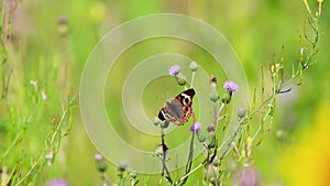 Common Buckeye butterfly feeds on a field filled with Spotted Knapweed on a summer morning