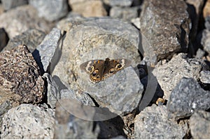 Common Buckeye Butterfly on the Ground