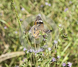 Common Buckeye butterfly, Junonia coenia