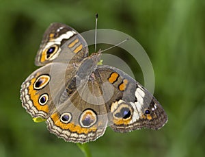 Common Buckeye Butterfly, Junonia coenia