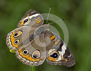 Common Buckeye Butterfly, Junonia coenia