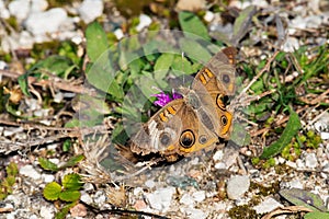 Common Buckeye Butterfly - Junonia coenia