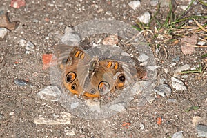 Common Buckeye Butterfly - Junonia coenia