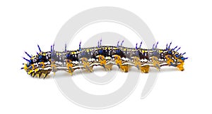 Common buckeye butterfly - Junonia coenia - caterpillar larva worm isolated on white background showing black, orange, yellow with