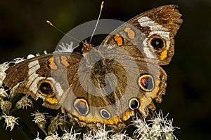 a common buckeye butterfly junonia coenia on common boneset wild flowers.