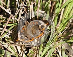 Common Buckeye Butterfly - Junonia coenia on Grasses